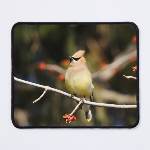 Item preview, Cedar Waxwing designed and sold by Debbie Oppermann.