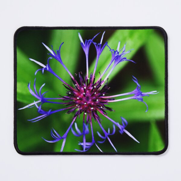Item preview, Cornflower designed and sold by Debbie Oppermann.
