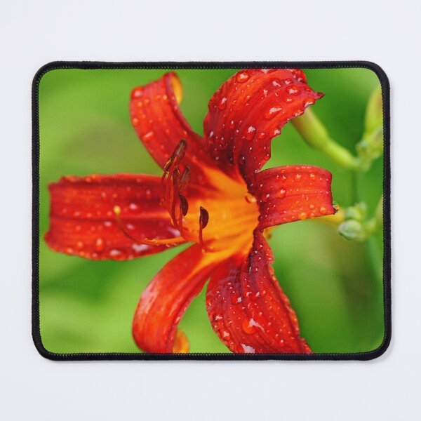 Item preview, Burnt Orange Lily designed and sold by Debbie Oppermann.