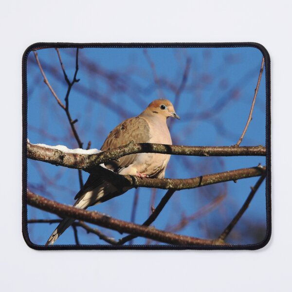 Item preview, Mourning Dove In Winter Light designed and sold by Debbie Oppermann.