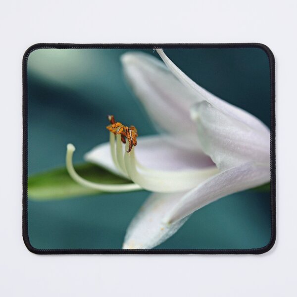 Item preview, Hosta Bloom designed and sold by Debbie Oppermann.