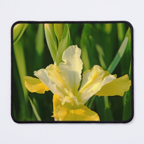 Item preview, Butter And Sugar Iris designed and sold by Debbie Oppermann.
