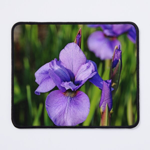 Item preview, Dew Kissed Iris designed and sold by Debbie Oppermann.