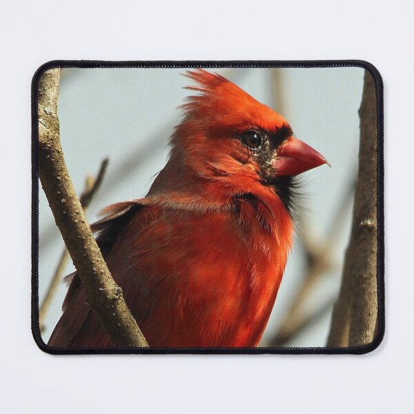 Item preview, Windblown Northern Cardinal designed and sold by Debbie Oppermann.