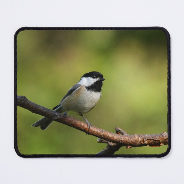 Item preview, Black Capped Chickadee designed and sold by Debbie Oppermann.