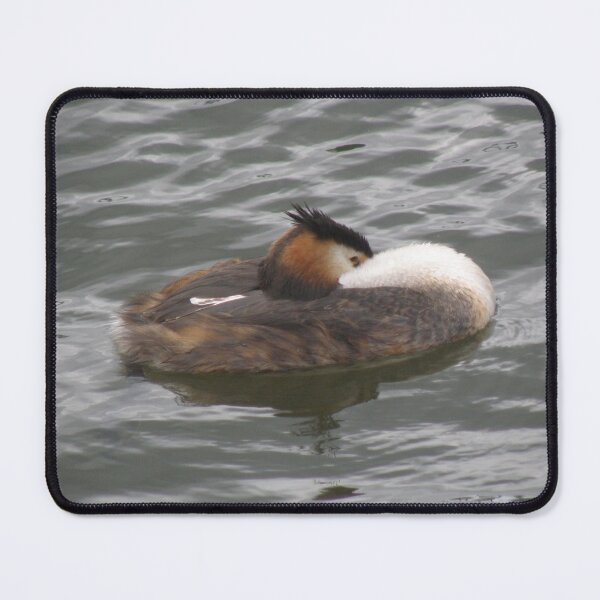 Item preview, Great Crested Grebe Preening Photograph designed and sold by naturegallery.