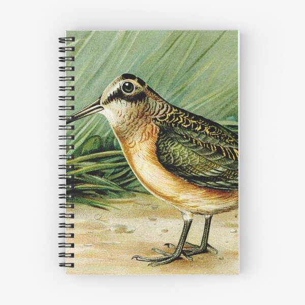Item preview, Woodcock (bird) illustration designed and sold by themkat.