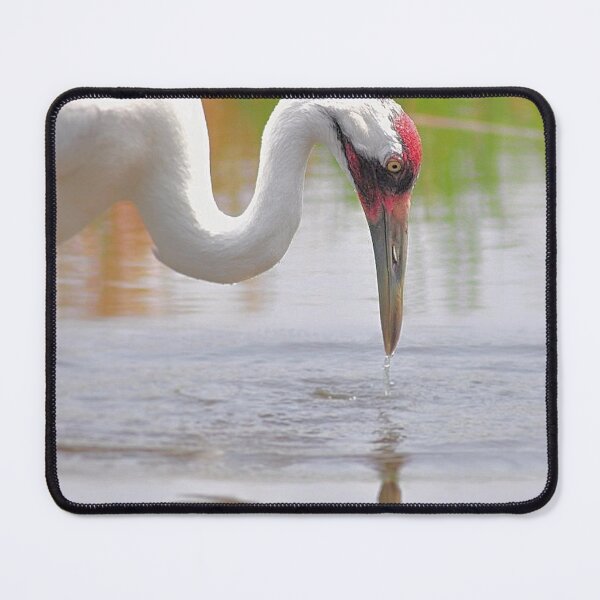 Item preview, Whooping Crane In Water designed and sold by DesignMore21.