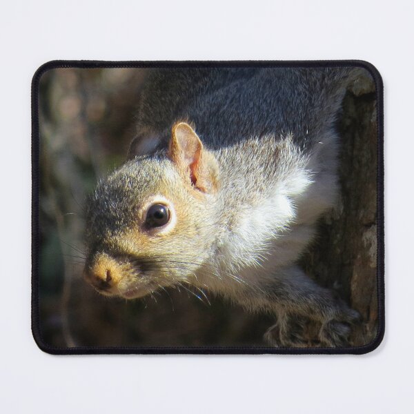 Item preview, Eastern Gray Squirrel (Sciruus carolinensis) designed and sold by Jean Gregory Evans.
