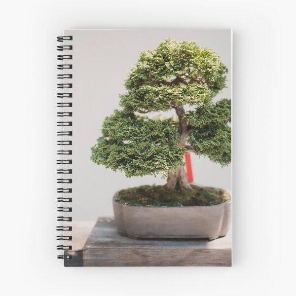 Item preview, Zen Bonsai Chinese Elm Tree, Bonsai Plant designed and sold by newburyboutique.
