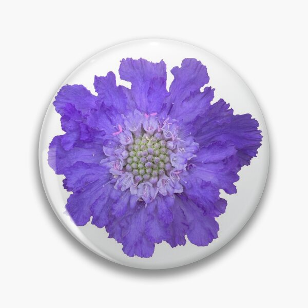 Item preview, Blue Scabious Flower Still Life Floral Photography designed and sold by CottoVerdi.