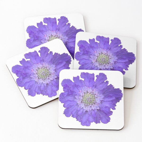 Item preview, Blue Scabious Flower Still Life Floral Photography designed and sold by CottoVerdi.