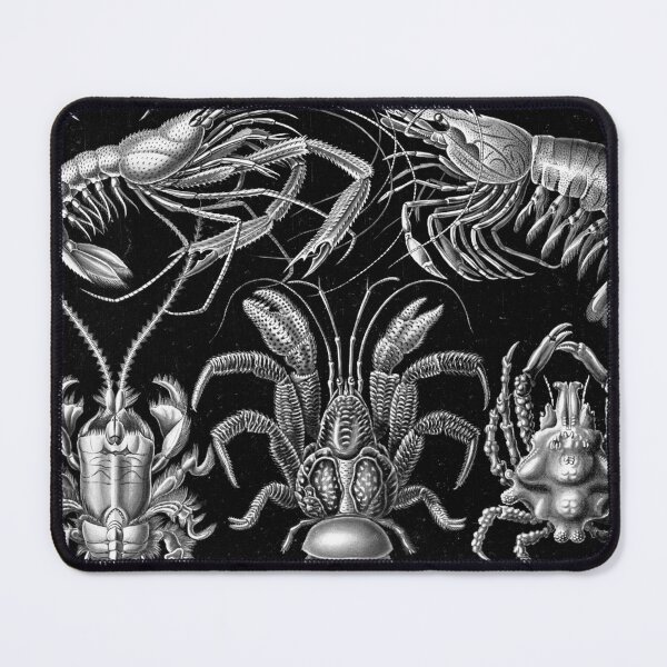 Item preview, Decapod collection designed and sold by STEM-women.
