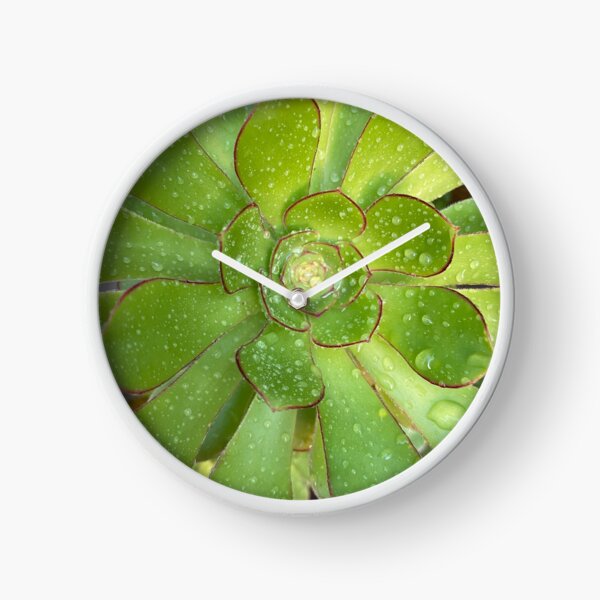Wet Moist Succulent Clock