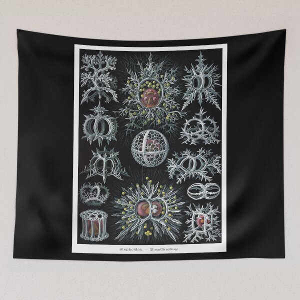 Item preview, Ernst Haeckel's interpretation of Stephoidea designed and sold by STEM-women.