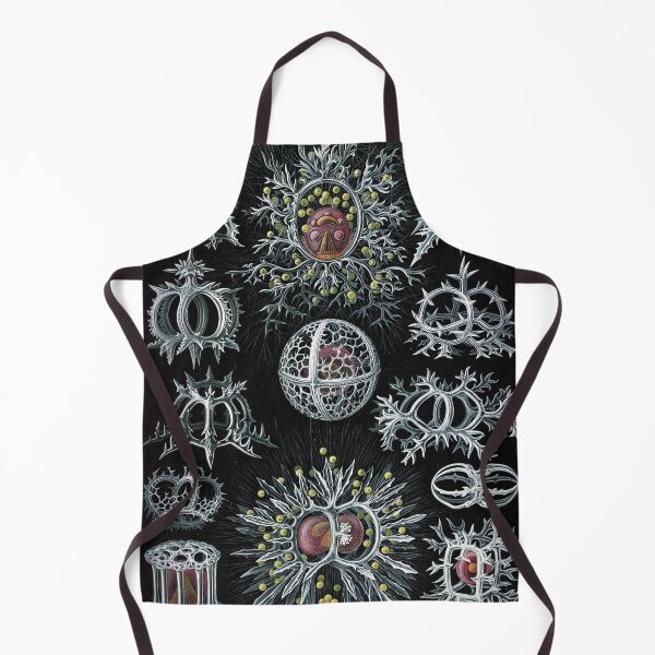 Item preview, Ernst Haeckel's interpretation of Stephoidea designed and sold by STEM-women.