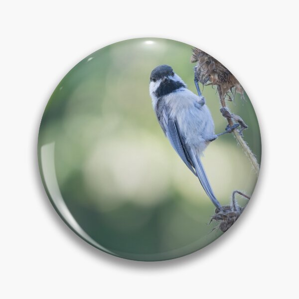 Item preview, Black-capped Chickadee 2021-1 designed and sold by Thomasyoung.