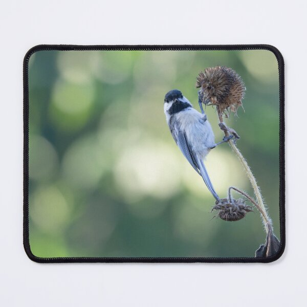 Item preview, Black-capped Chickadee 2021-1 designed and sold by Thomasyoung.