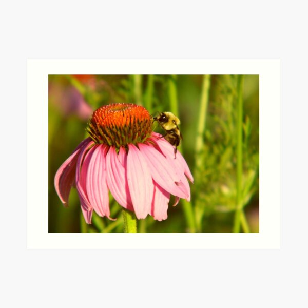 Bee's Delight Art Print
