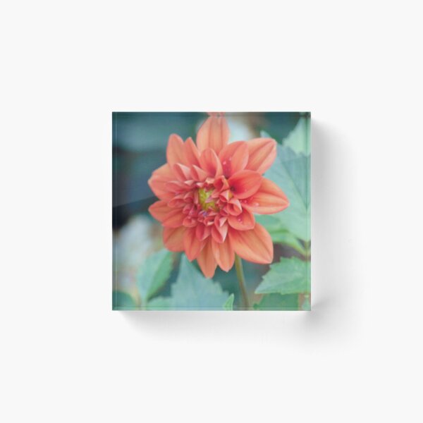 Garden Mum Perennial Flower Photo  Acrylic Block