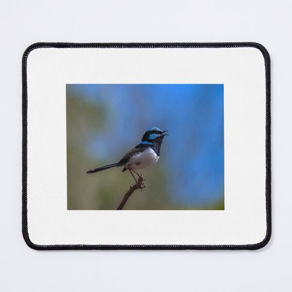 Item preview, Male Superb Fairy Wren Singing designed and sold by HelenGibbs.