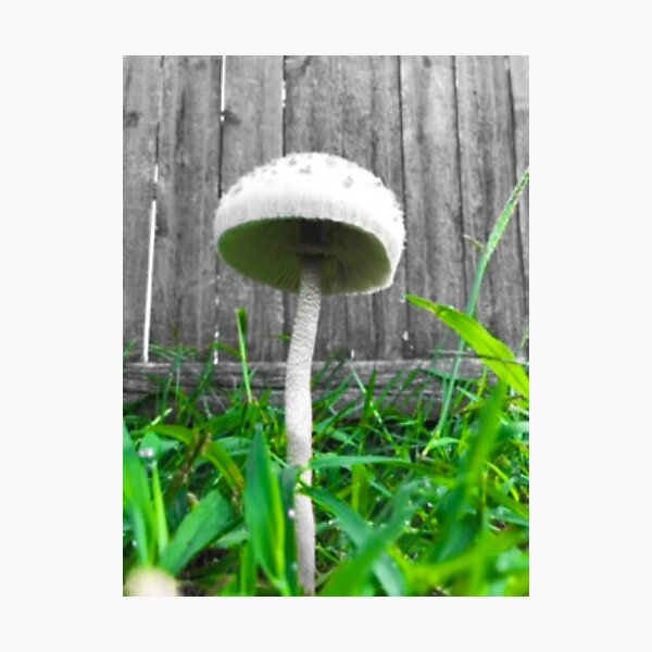 Mushroom in the Rough Photographic Print