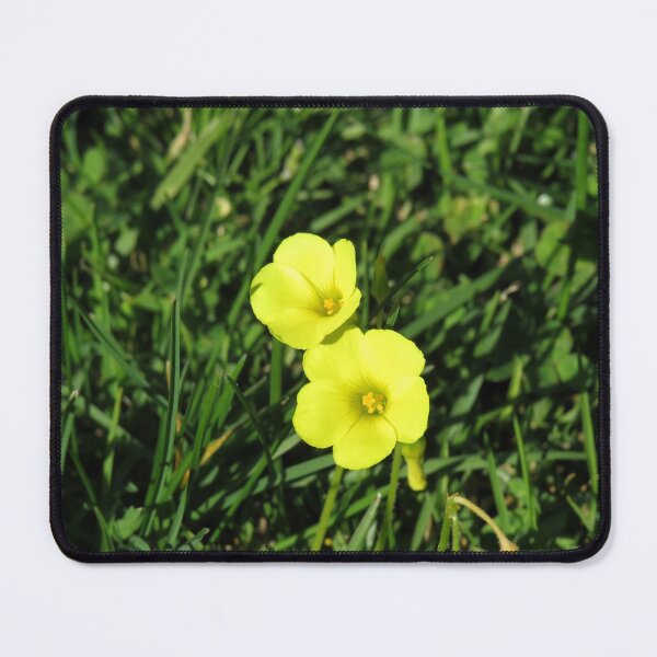 Item preview, Bermuda buttercup designed and sold by greentiger1.