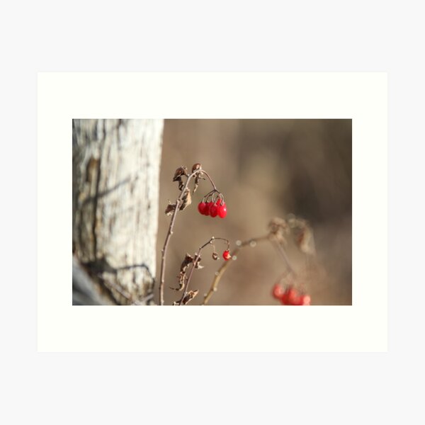 Item preview, Red berries designed and sold by Jocelyne Phillips.