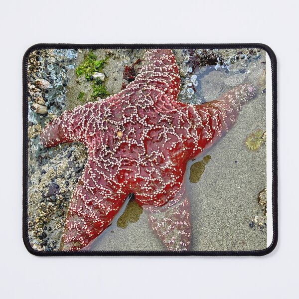 Item preview, Oregon Starfish designed and sold by MiddleJourney.