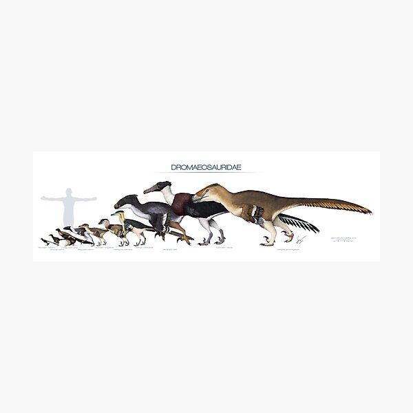 Artikel-Vorschau von Dromaeosaurid Dinosaurs Größe, designt und verkauft von SerpenIllus.