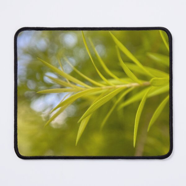 Item preview, Closeup of Japanese Cedar Leaves designed and sold by Sinemathk.