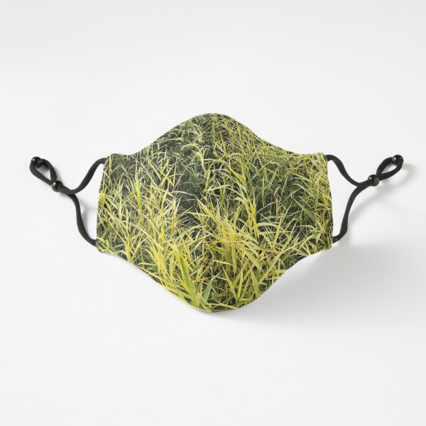 Macquarie Marshes reeds Fitted 3-Layer