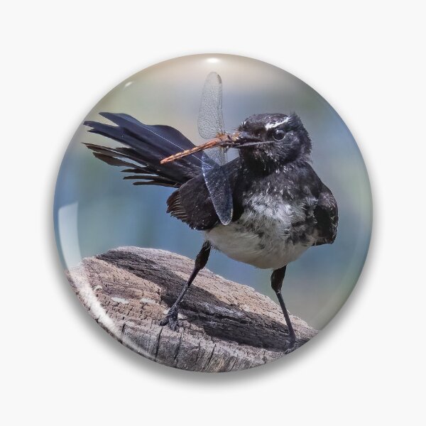 Item preview, Willie Wagtail with lunch.  designed and sold by DaveBassett.
