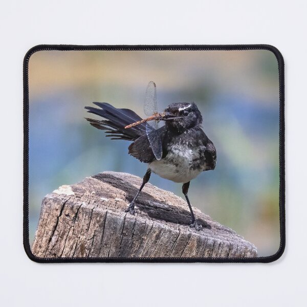 Item preview, Willie Wagtail with lunch.  designed and sold by DaveBassett.