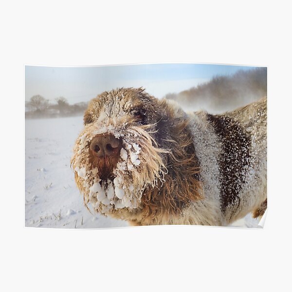 Spinone Snow Business Poster