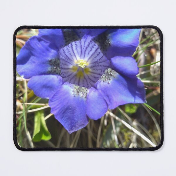 Item preview, Rare alpine mountain flower picture designed and sold by Jackforestman.