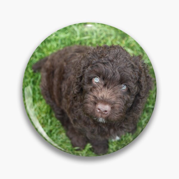 Item preview, Perro de Agua Español puppy designed and sold by JeanettesPets.