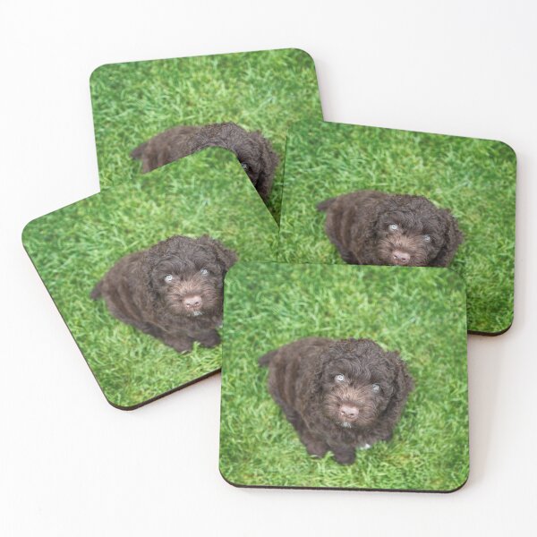Item preview, Perro de Agua Español puppy designed and sold by JeanettesPets.