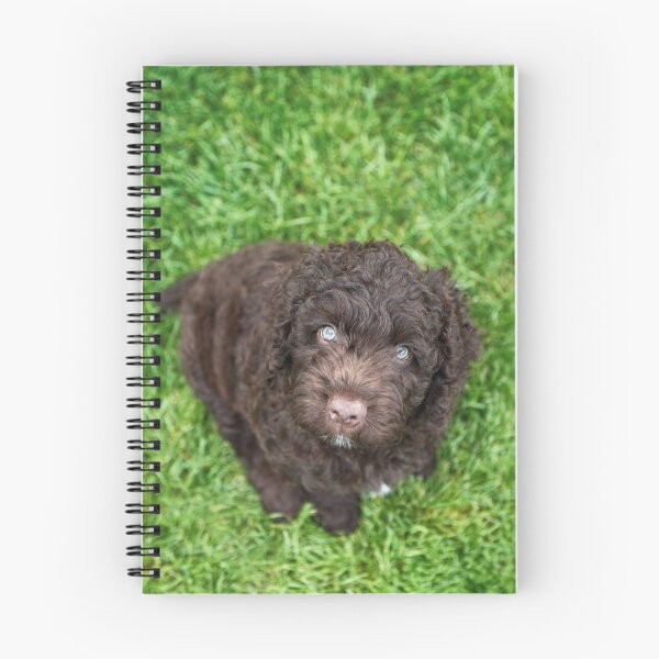 Item preview, Perro de Agua Español puppy designed and sold by JeanettesPets.
