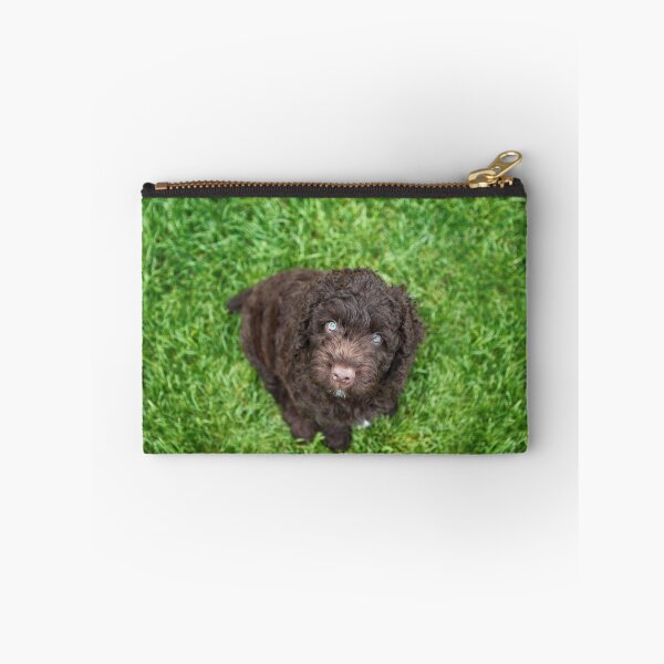 Item preview, Perro de Agua Español puppy designed and sold by JeanettesPets.