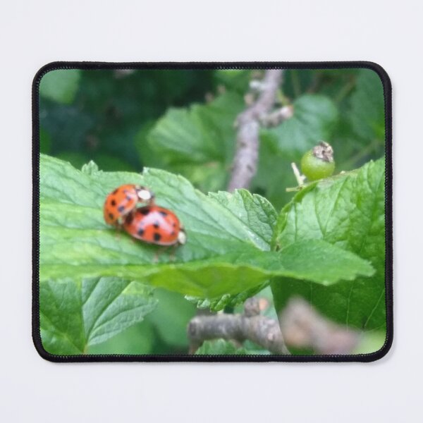 Item preview, Ladybugs reproducing on raspberry leaf designed and sold by Jackforestman.