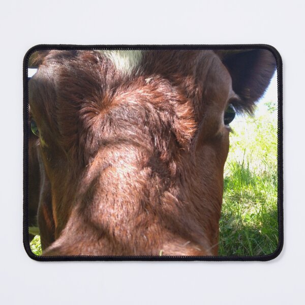 Item preview, Close-up face to face picture with rare breed of swiss cow. designed and sold by Jackforestman.