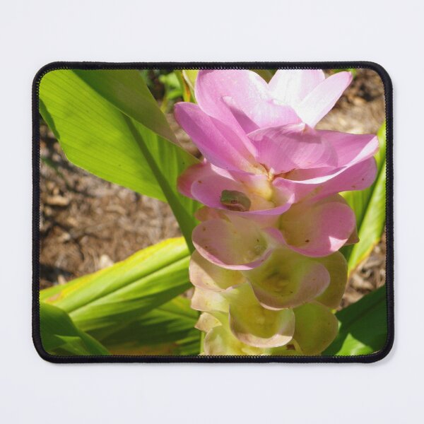 Item preview, frog in a ginger lily designed and sold by AlmostReady.