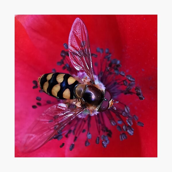 Hoverfly on a Poppy. Photographic Print
