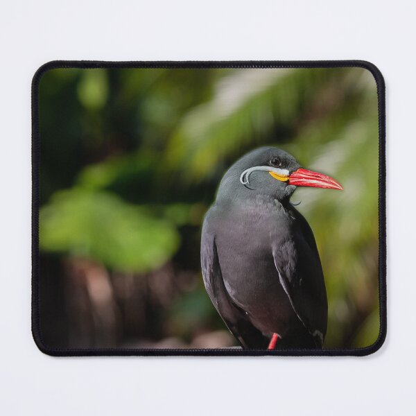 Item preview, South American Inca Tern designed and sold by KbytesOfJax Outdoor and Nature.