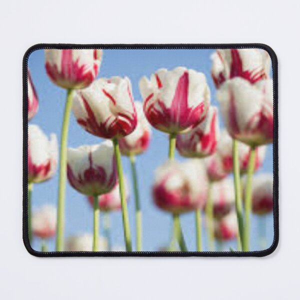 Item preview, lovely red and white tulips designed and sold by nigejohn.