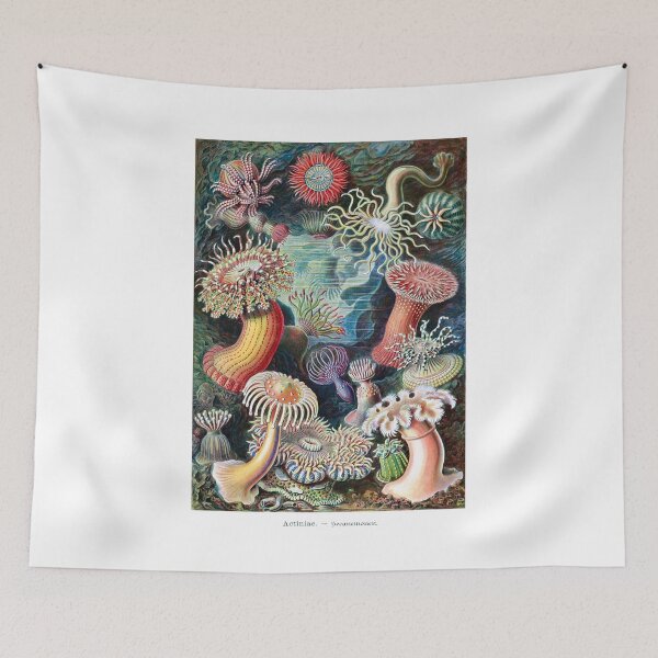Item preview, Ernst Haeckel interpretation of Anemone designed and sold by STEM-women.