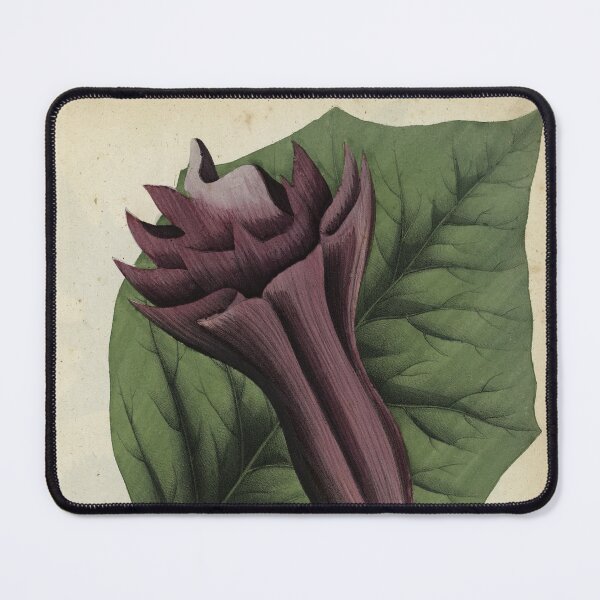 Item preview, Devil's Trumpet, or Datura fastuosa designed and sold by Lloyd Library & Museum.