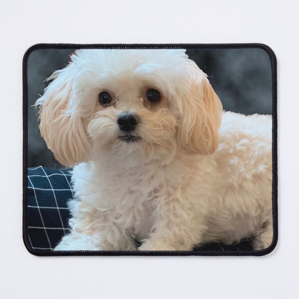 Item preview, Maltipoo Love. Beautiful little dog with long silky white hair. designed and sold by KarenZuk.