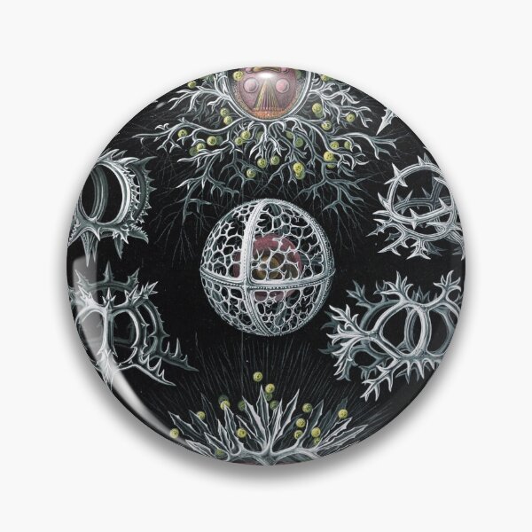 Item preview, Ernst Haeckel's interpretation of Stephoidea designed and sold by STEM-women.